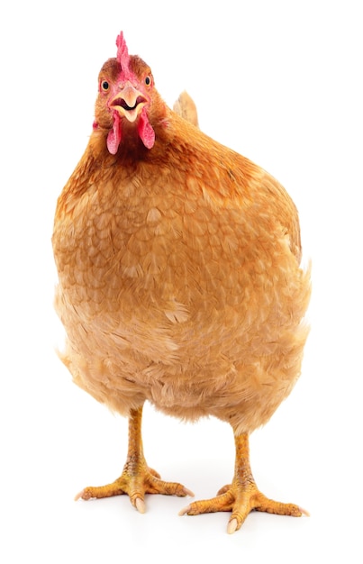 Gallina marrone isolata su bianco, foto in studio