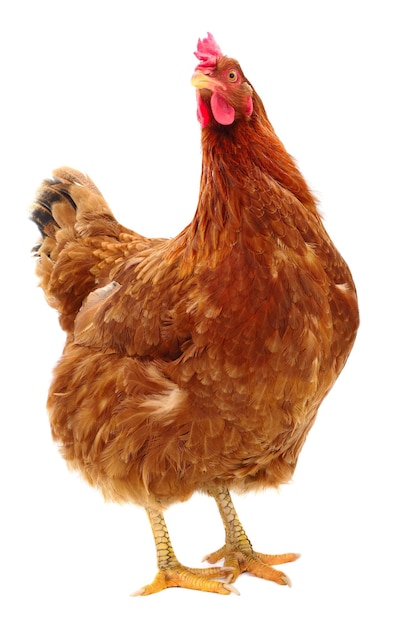 Gallina marrone isolata