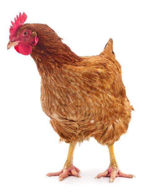 Gallina marrone isolata