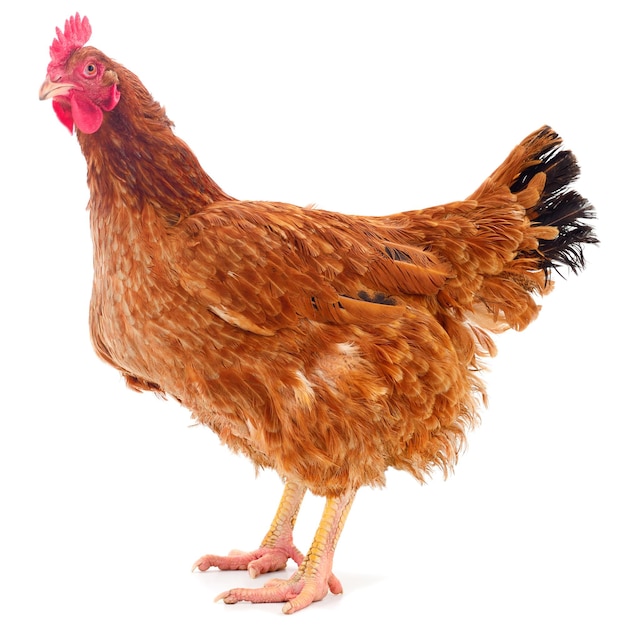 Gallina marrone isolata