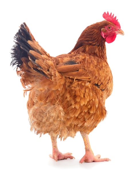 Gallina marrone isolata