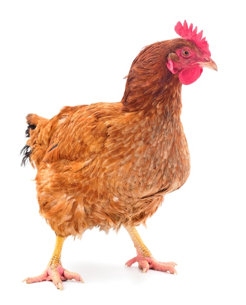 Gallina marrone isolata