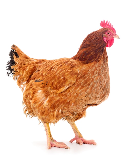 Gallina marrone isolata