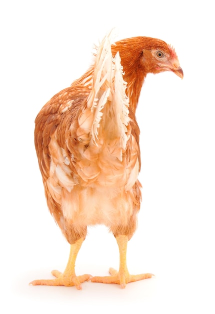 Gallina marrone isolata