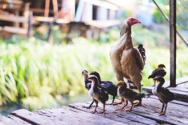 Gallina nel pollaio