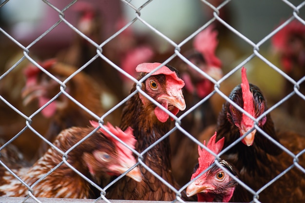 Gallina nell&#39;agricoltura della gabbia sul prodotto interno dell&#39;azienda agricola di pollo per l&#39;uovo