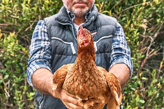 Gallina nelle mani dell'uomo agricoltore Freegrazing gallina domestica in una tradizionale fattoria biologica di pollame ruspante