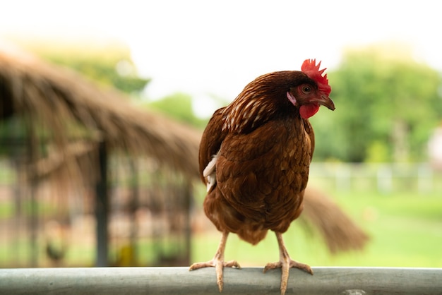 Gallina rossa del pollo fuori che sta sul recinto