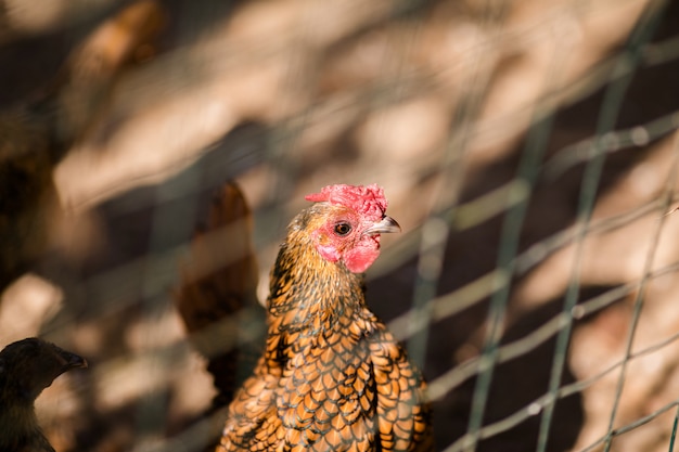 Gallina rossa nella vecchia fattoria