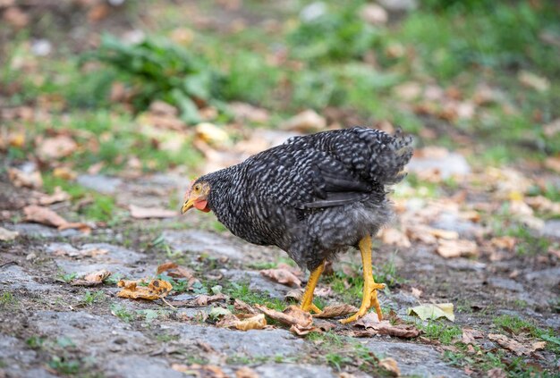 Gallina ruspante in cerca di cibo all'aperto