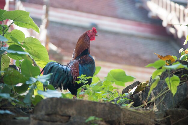 Gallina, uso per animali da fattoria e tema del bestiame