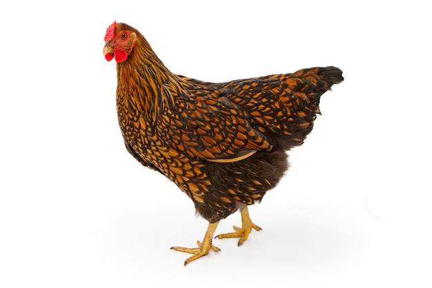 Gallina Wyandotte allacciata oro isolata su bianco