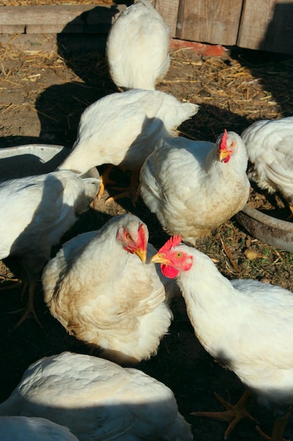 galline bianche nel pollaio del villaggio