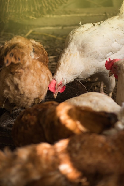 Galline che alimentano con semi nel pollaio Azienda agricola con gruppo di polli Molte galline nel pollaio Pollo nel pollaio a mangiare cibo