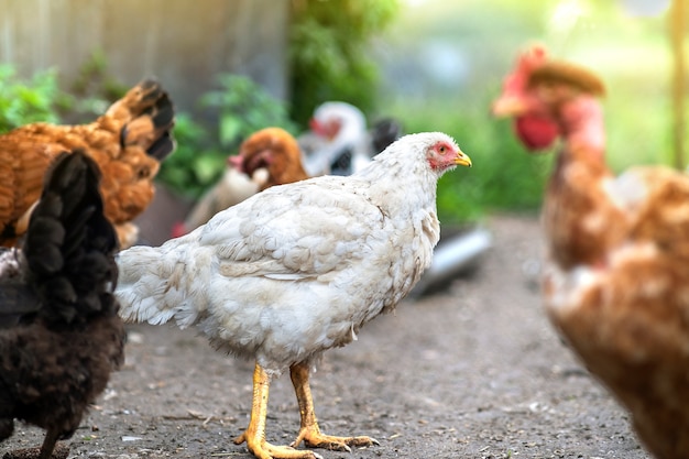 Galline che si alimentano sull'aia rurale tradizionale. Primo piano di pollo sul cortile del granaio. Concetto di allevamento di pollame ruspante.