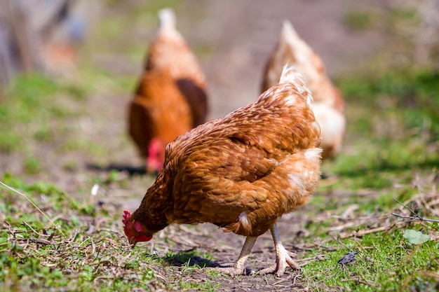 Galline di Brown che si alimentano all'aperto nel prato verde