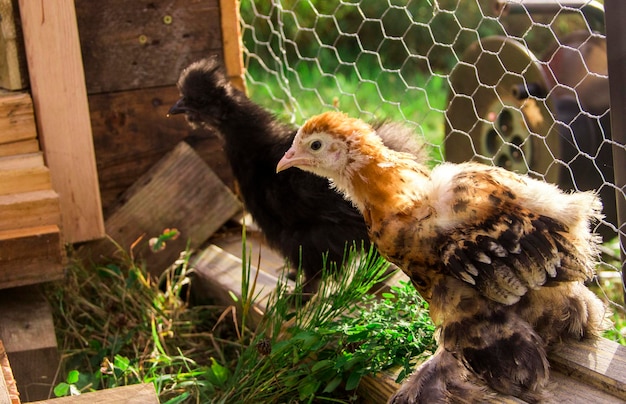 galline domestiche all'aperto