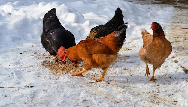 Galline e gallo in cortile