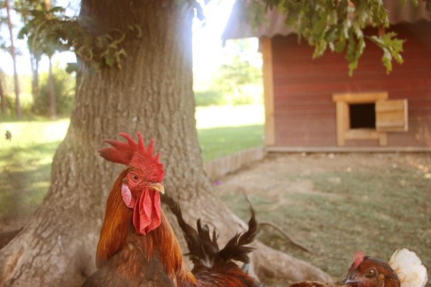 Galline e gallo nel pollaio Galline in allevamento biologicoPolli in fattoria al giorno di sole