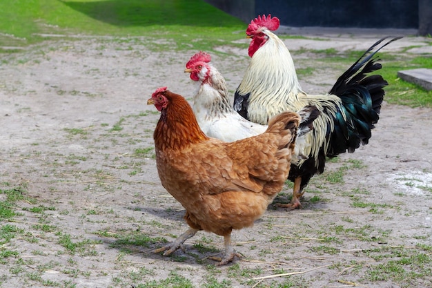 Galline e un gallo camminano nel cortile