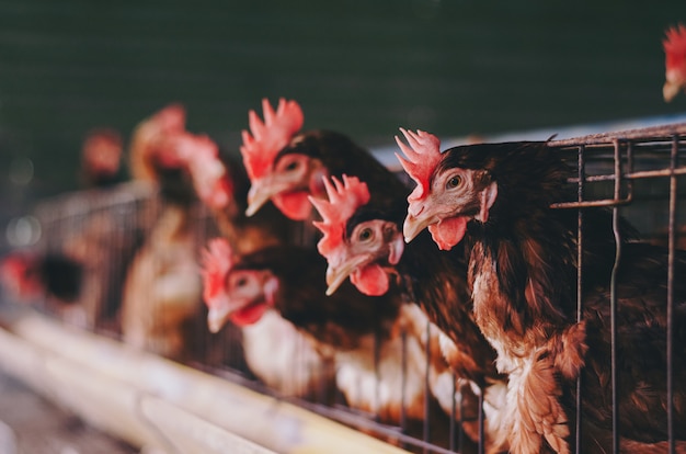 galline in allevamento industriale di gabbie per bestiame