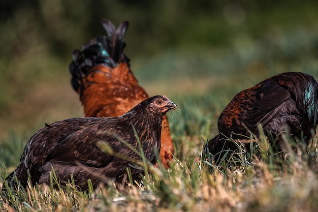 Galline in cerca di cibo.