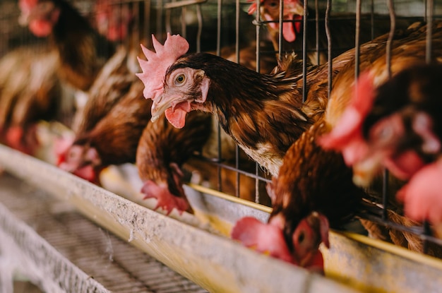 Galline in gabbia in fattoria