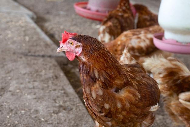 Galline nell'allevamento di polli Pollame biologico