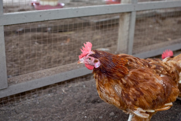 Galline nell'allevamento di polli Pollame biologico