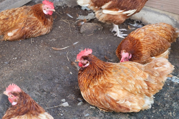 Galline nell'allevamento di polli Pollame biologico