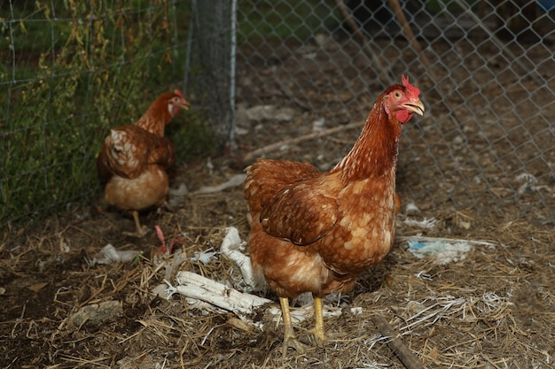 Galline nella fattoria