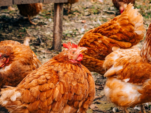 Galline rosse Wellgroomed nei polli del villaggio che camminano sulle zone rurali