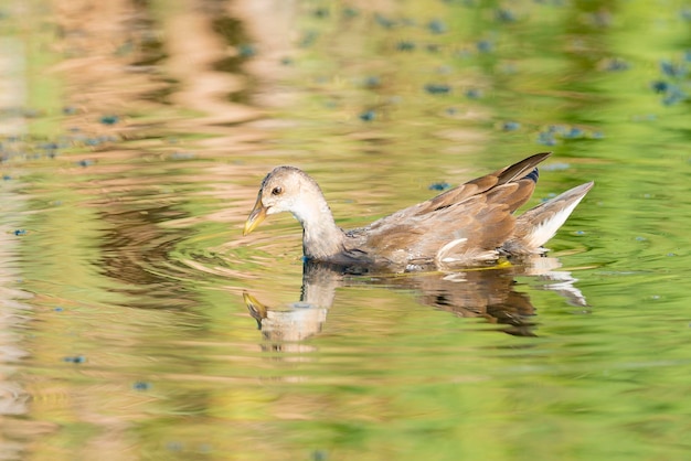 Gallinella d'acqua comune Gallinula chloropus Malaga Spagna