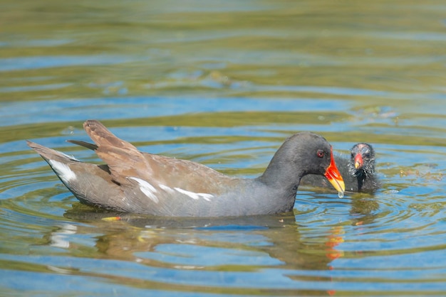 Gallinella d'acqua comune Gallinula chloropus Malaga Spagna