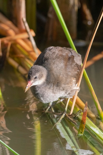 Gallinella d'acqua comune (Gallinula chloropus) Malaga, Spagna