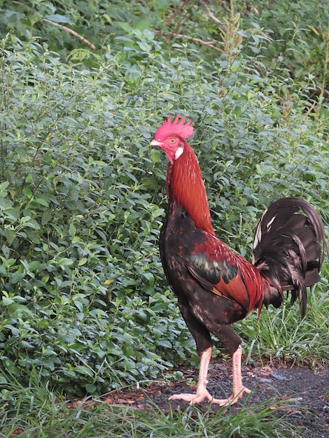 Gallo bello e generoso all'isola di Bali