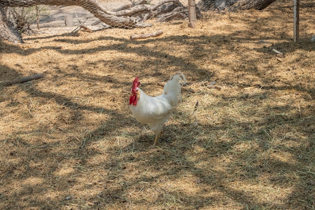 Gallo bianco a piedi in una fattoria