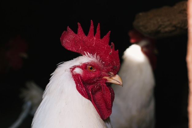 Gallo bianco con la sua cresta