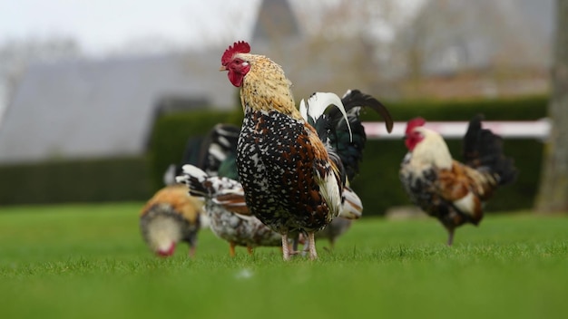 Gallo bianco e nero nell'aia