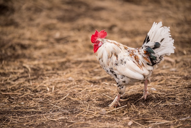 Gallo bianco fuori nel villaggio sulla natura