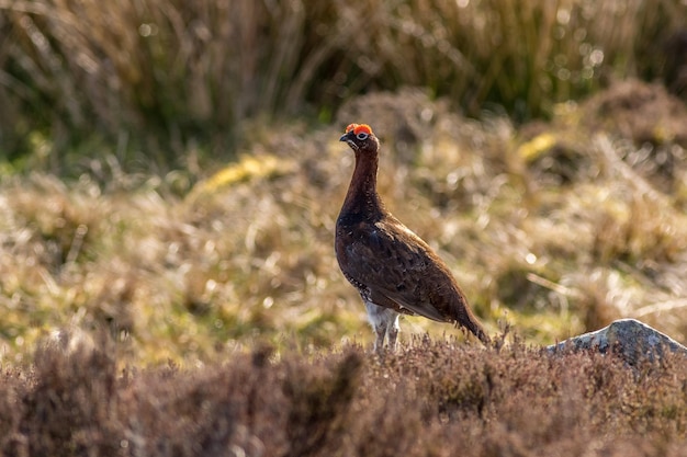 Gallo cedrone Lagopus lagopus