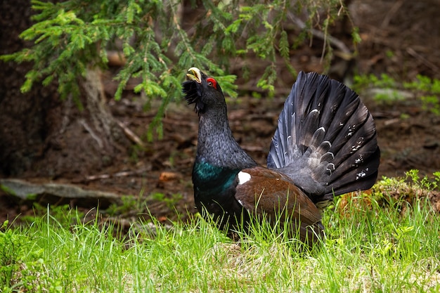 Gallo cedrone occidentale maschio nella foresta