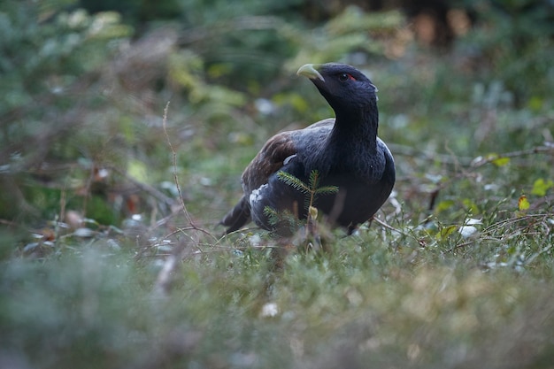 Gallo cedrone selvatico molto raro nell'habitat naturale