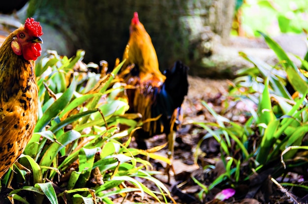 Gallo colorato nel Parque de la Paloma a Benalmadena, Malaga.