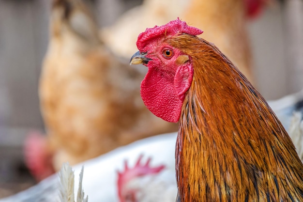 Gallo colorato uccello piumato su una passeggiata