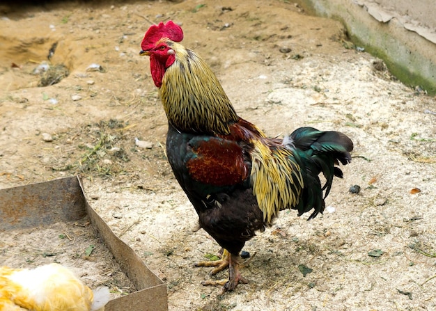 Gallo colorato