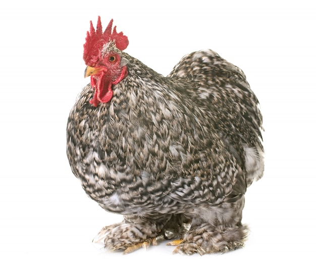 gallo di pekin