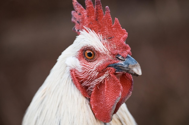 Gallo domestico sulla cresta dell'uccello del ritratto del gallo del primo piano della fattoria e becco affilato