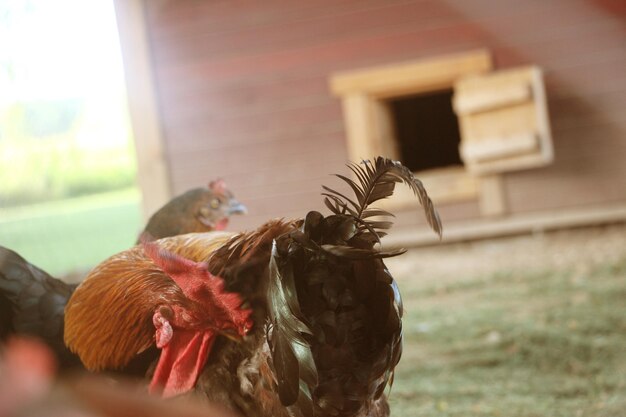 Gallo e galline in cortile Messa a fuoco selettiva