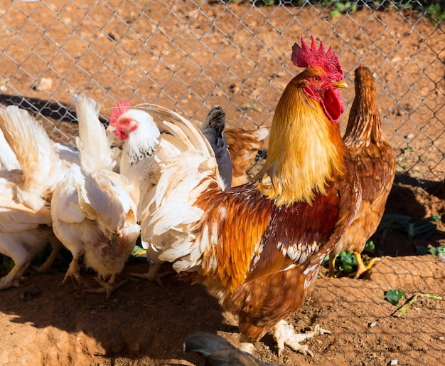 Gallo e galline nel pollame della casa